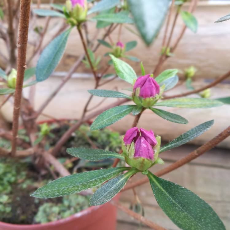 Plant image Rhododendron 'Herbert'