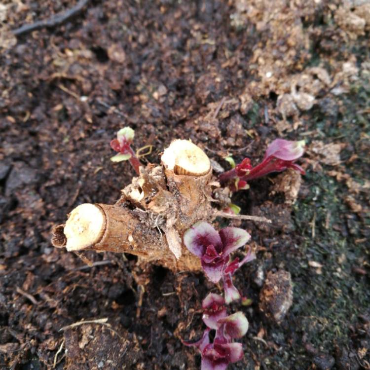 plant image 373079