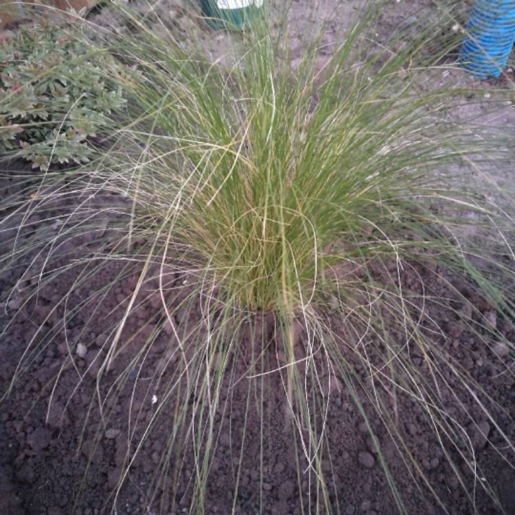Plant image Nassella tenuissima syn. Stipa tenuissima