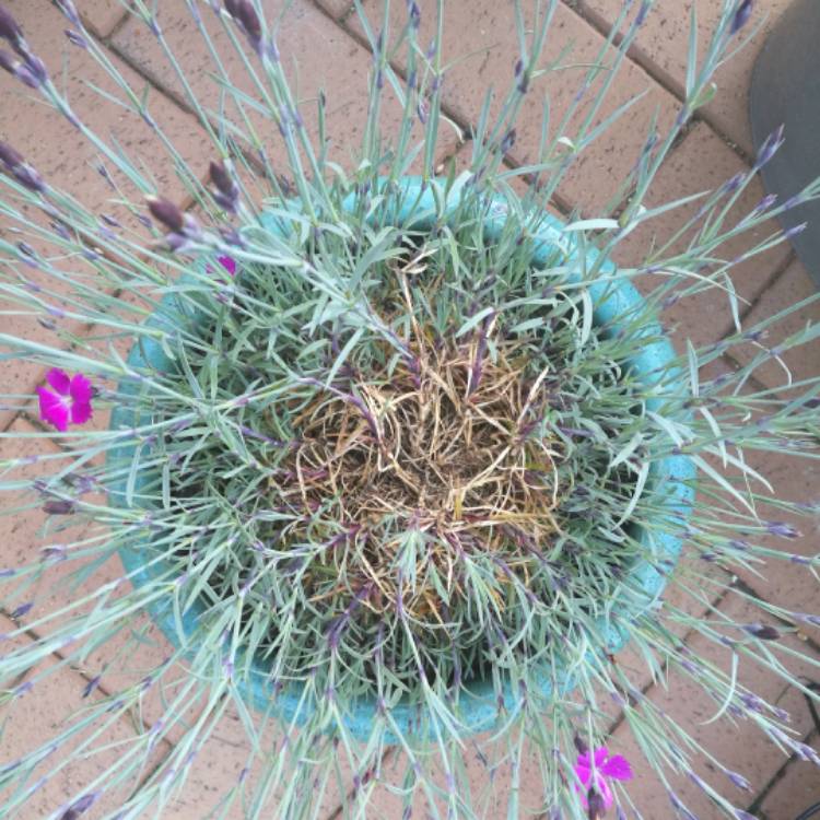 plant image 387267