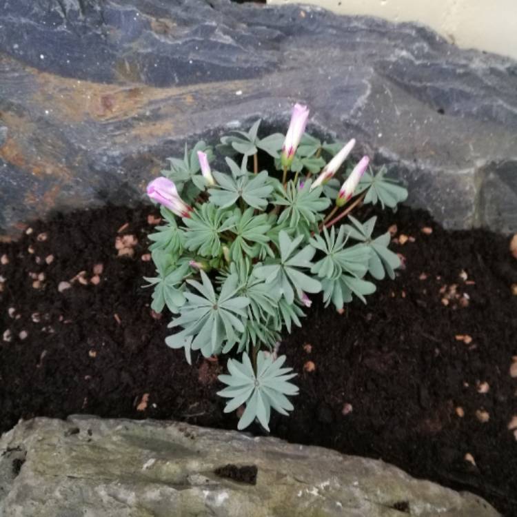 plant image 389646