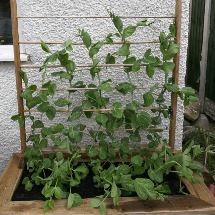 Plant image Pisum Sativum 'Alderman'