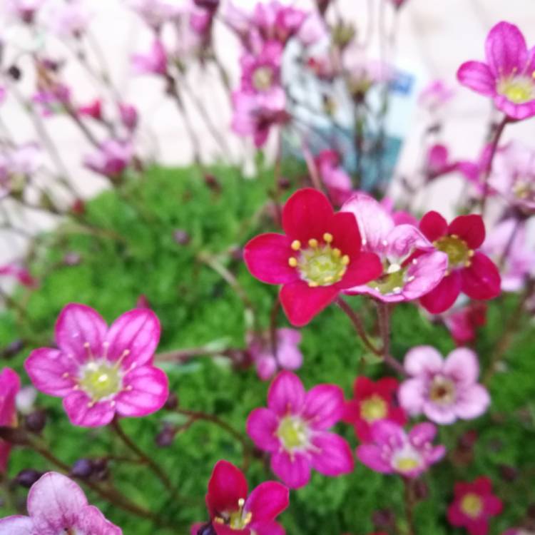 plant image 455879