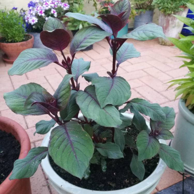 plant image 455883