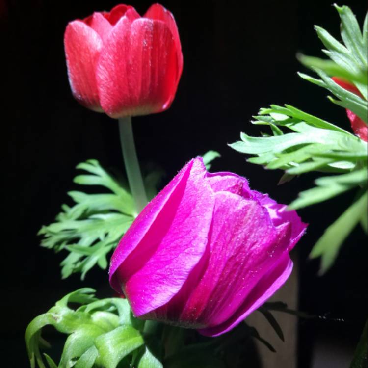 plant image 474534