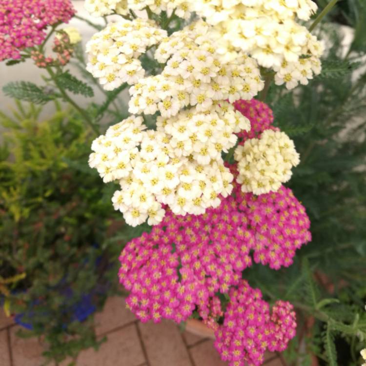 Plant image Achillea millefolium 'Summer Berries' mix