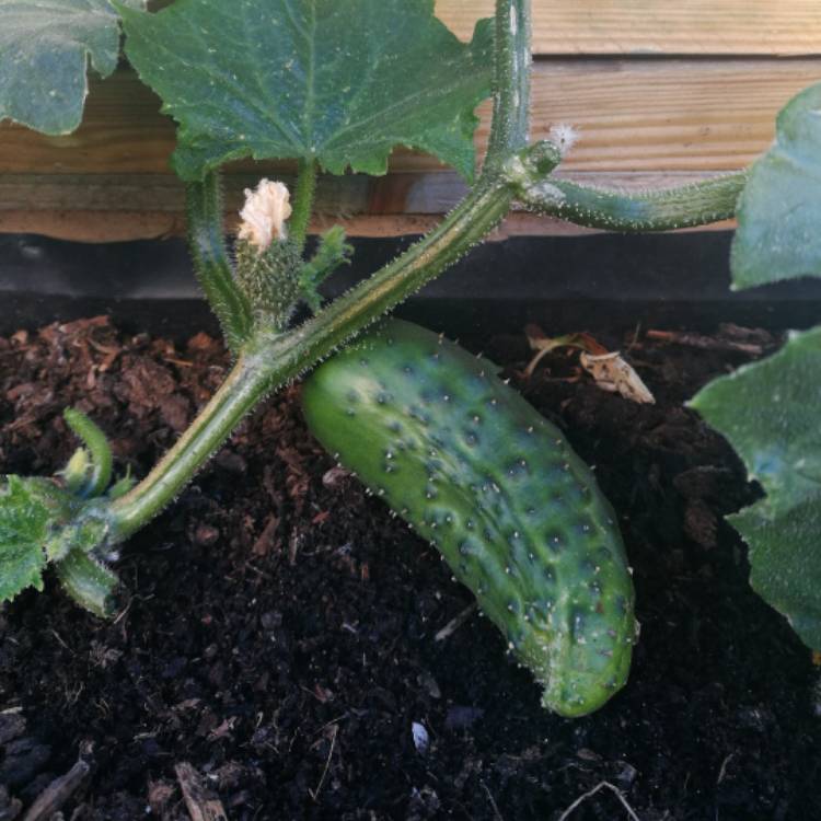 Plant image Cucumis Sativus 'Marketmore'