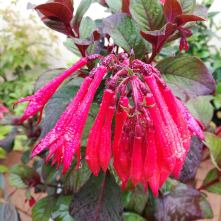 Plant image Fuchsia 'Boliviana'