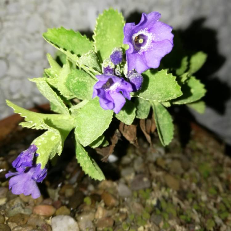 plant image 639030