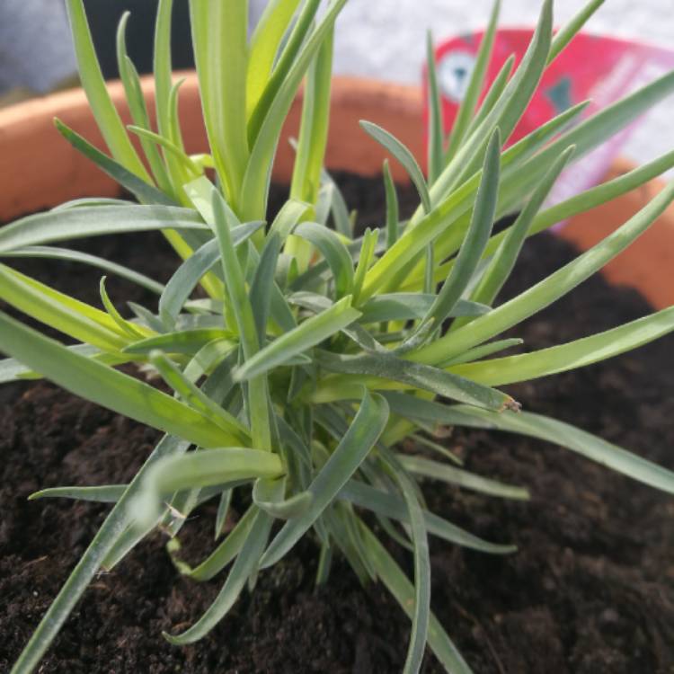 Plant image Dianthus plumarius 'Diane'