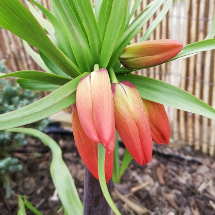 Plant image Fritillaria imperialis