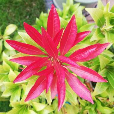 Pieris 'Mountain Fire'