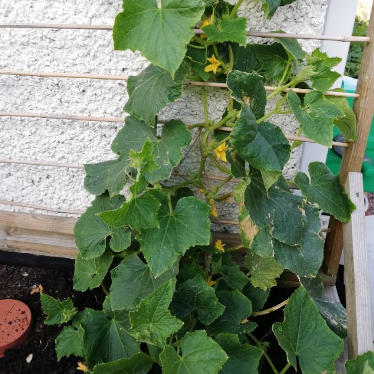plant image 815058