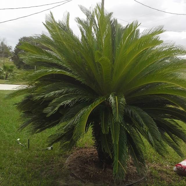 Plant image Encephalartos altensteinii