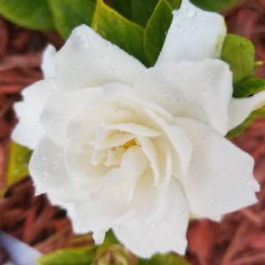 Linda's garden