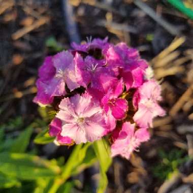 Linda's garden