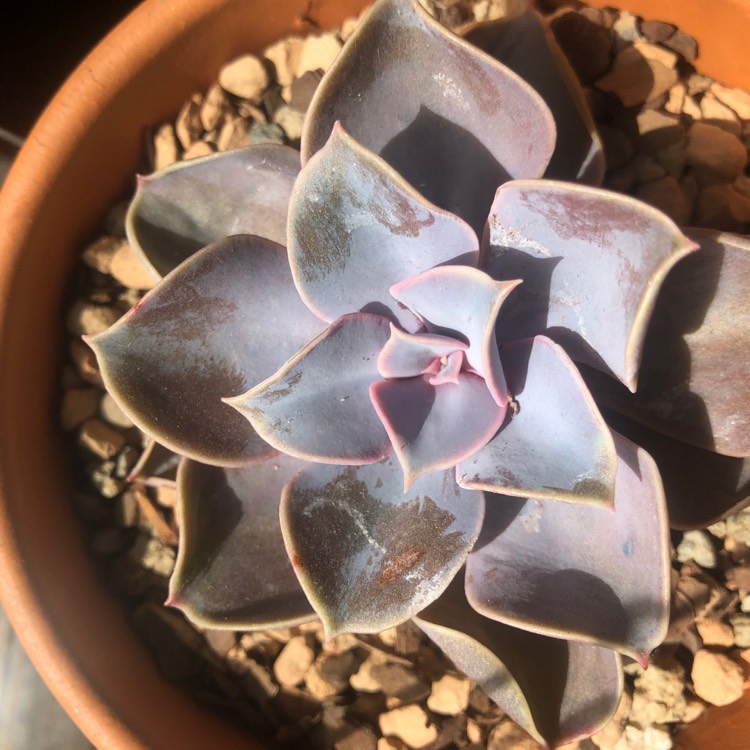 plant image 1001470
