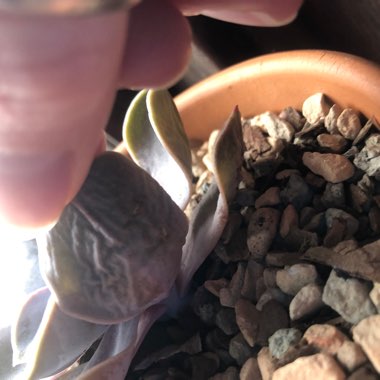 Echeveria Perle Von Nurnberg