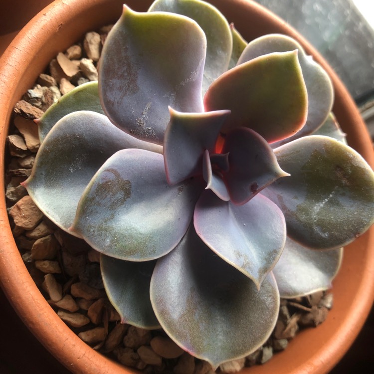 plant image 1006555