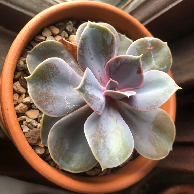 plant image 1016900