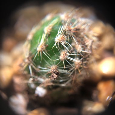 Echinopsis 'Rainbow Bursts'
