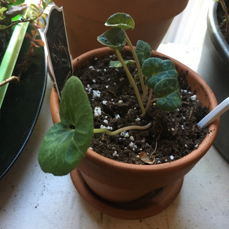 plant image 806995 plant image 806995