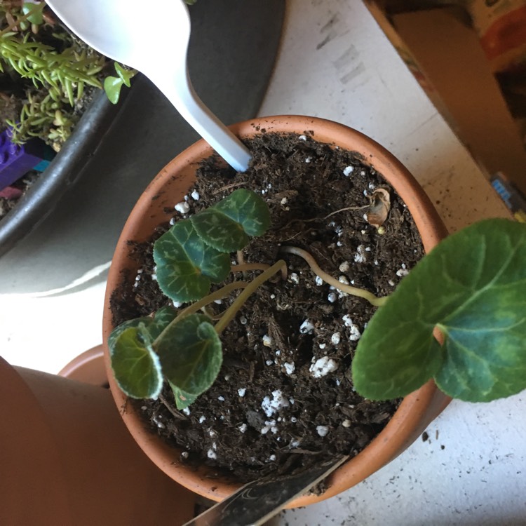 plant image 806996 plant image 806996