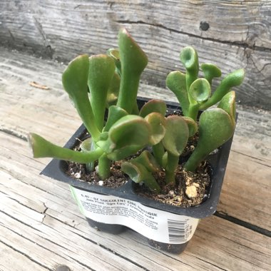 Crassula ovata 'Gollum'