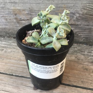 Graptopetalum Paraguayense subsp. Bernalense