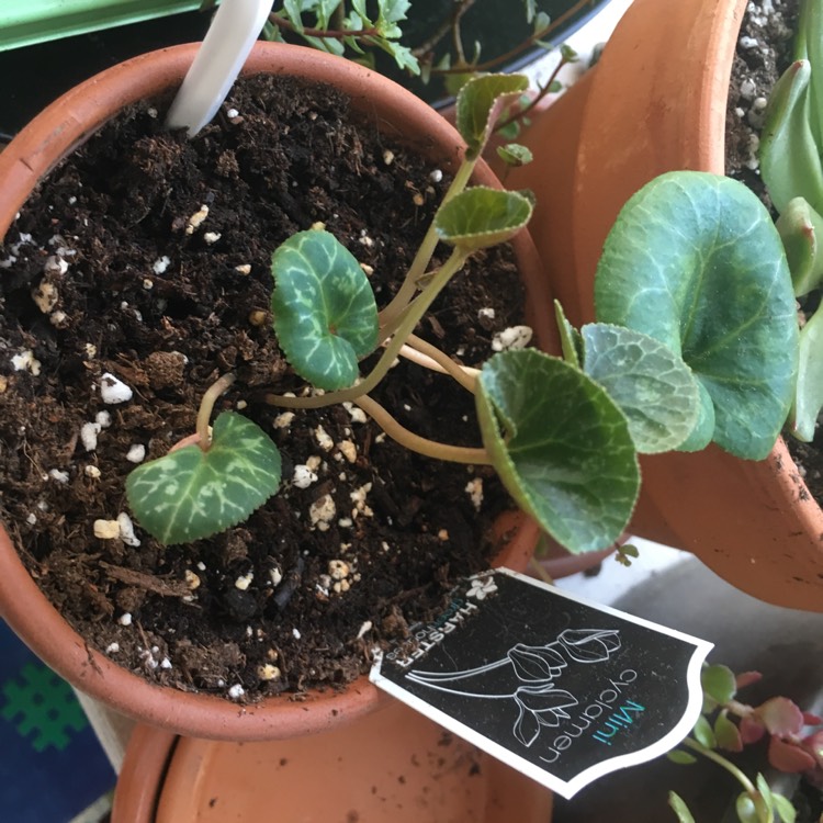 plant image 827612 plant image 827612