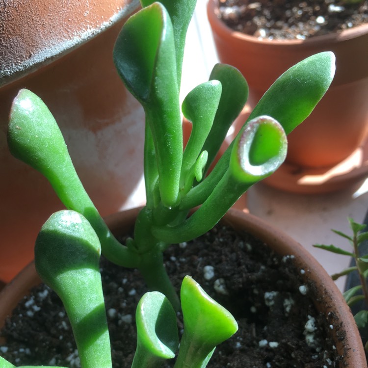 plant image 827613 plant image 827613