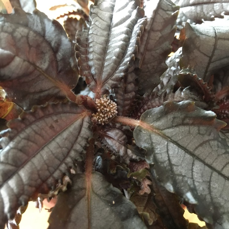 plant image 831777 plant image 831777