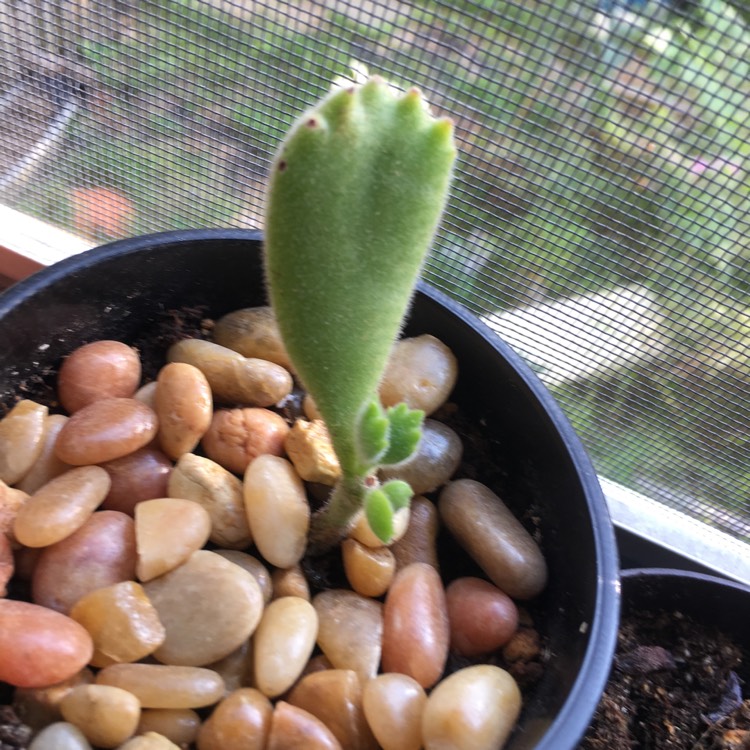 plant image 831846 plant image 831846