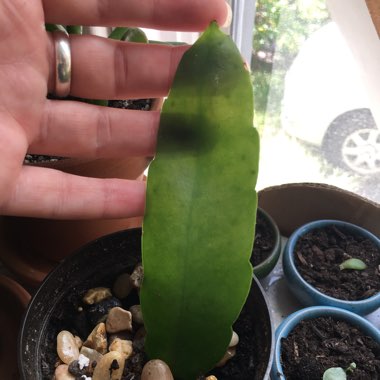 Epiphyllum oxypetalum