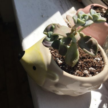 Graptopetalum Paraguayense subsp. Bernalense