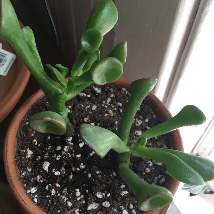 plant image 838406 plant image 838406