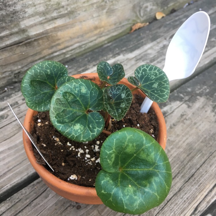 plant image 843936 plant image 843936