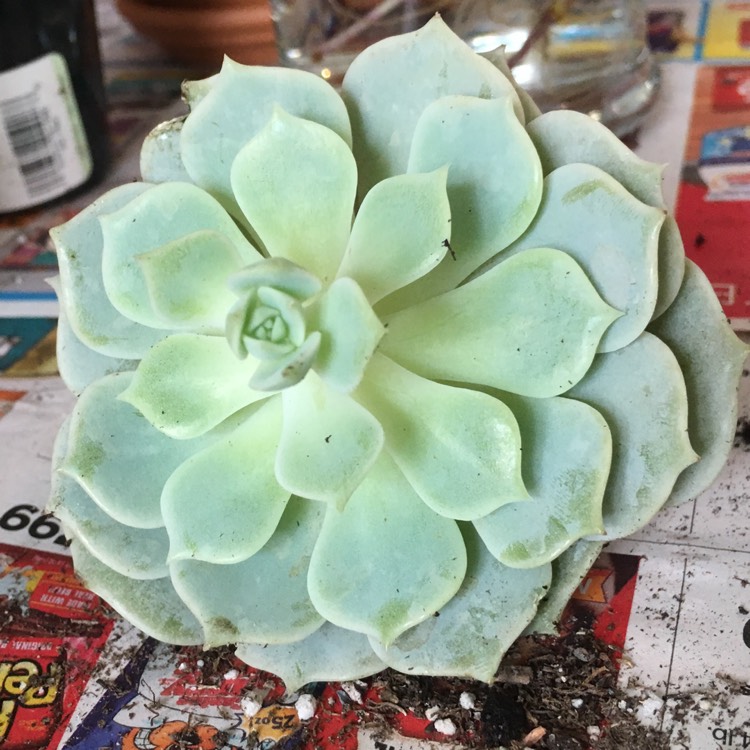 plant image 874902 plant image 874902