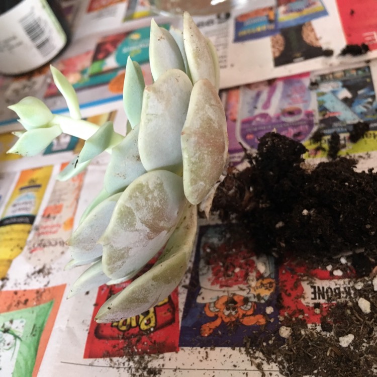 plant image 874903 plant image 874903
