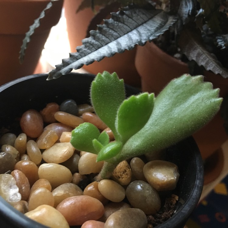 plant image 874932 plant image 874932