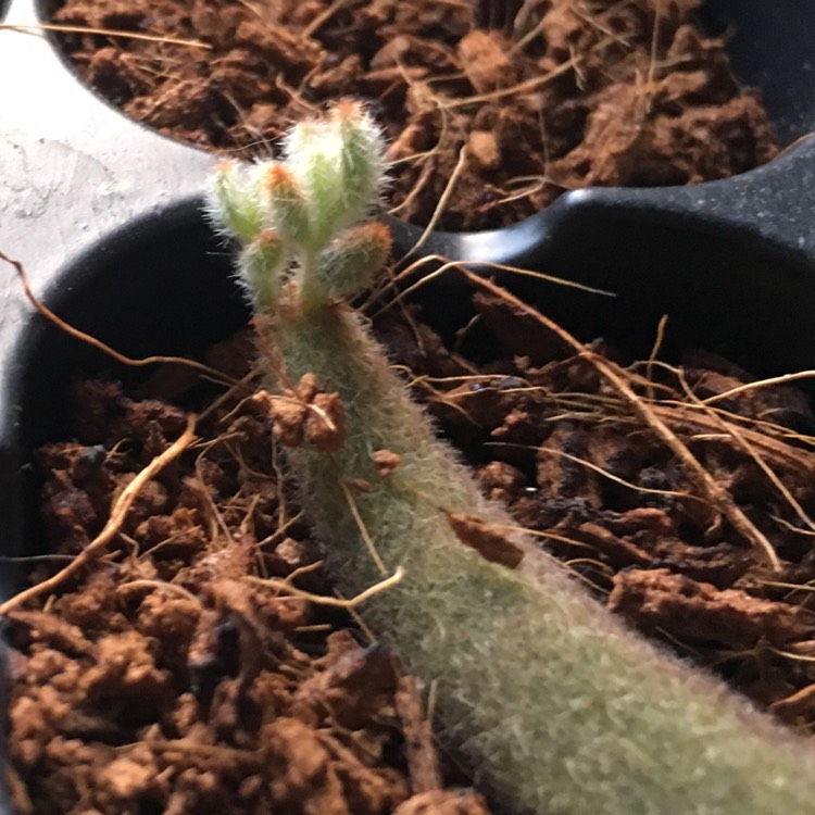 plant image 898830