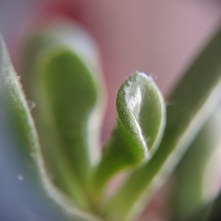 plant image 928125 plant image 928125