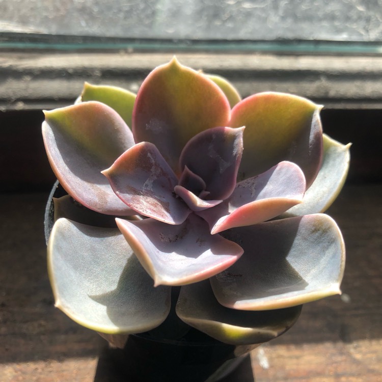 plant image 936289