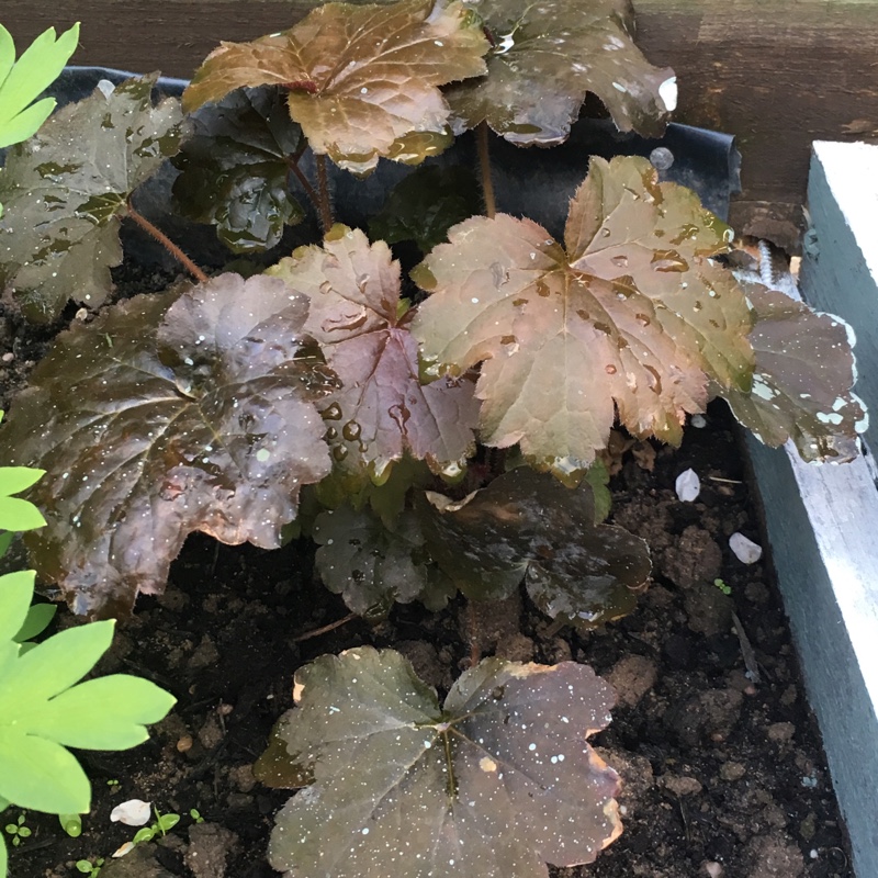 Alumroot 'Palace Purple'