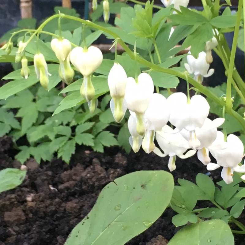 Bleeding Heart 'Alba'