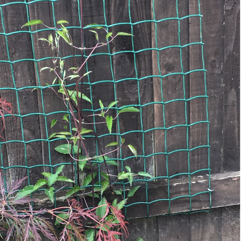 Clematis Niobe