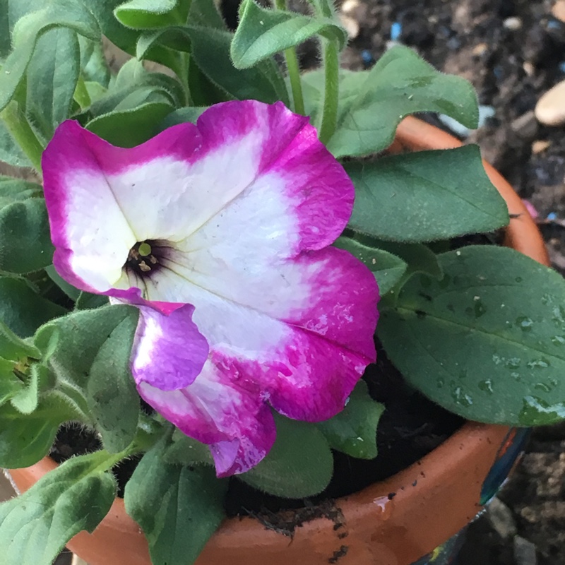 Petunia Semi-Trailing Sanguna