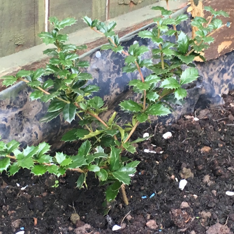 Darwin's Barberry