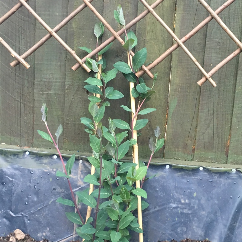 Honeysuckle 'Serotina'