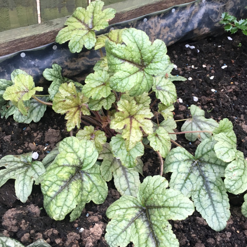 Heartleaf Foamflower